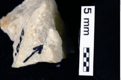 Foto (Detailansicht) von Glaessneropsis sp. (NHMW-GEO-1990-0041-0276)